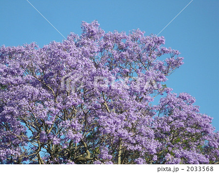 ジャカランダ ジャカランダ 2033568