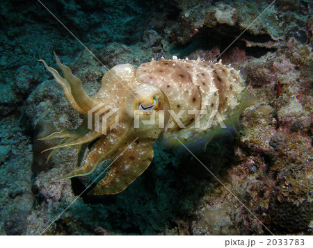 コブシメ 2033783