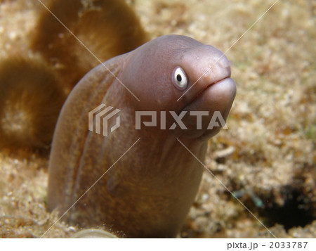 サビウツボ 2033787