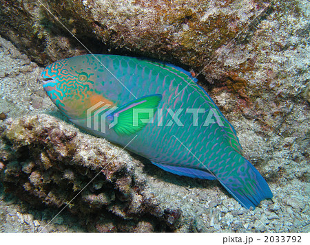 スジブダイ スジブダイ 2033792