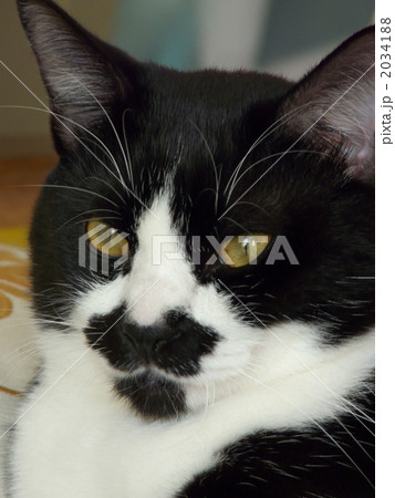 髭猫男爵 髭猫男爵 2034188