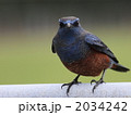 ヒヨドリ 2034242