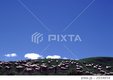 80083 ヒツジ ニュージーランド 80083 ヒツジ ニュージーランド 2034658