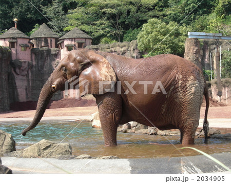 ぞうの水浴び ぞうの水浴び 2034905