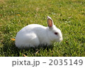 お家で飼っているウサギ 2035149