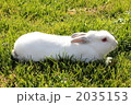 お家で飼っているウサギ 2035153