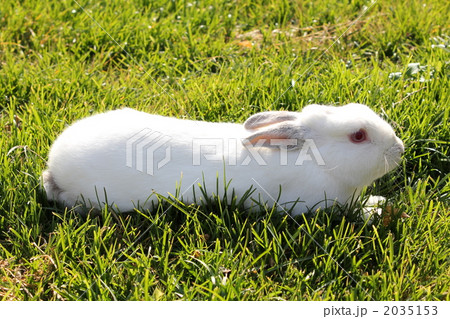 お家で飼っているウサギ 2035153