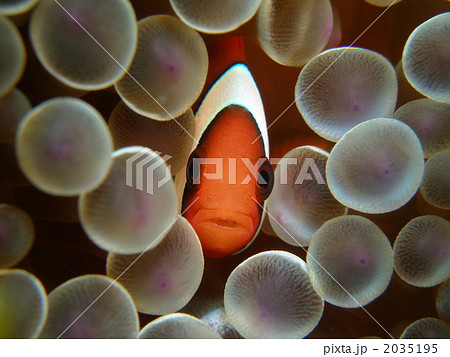 ハマクマノミ 2035195