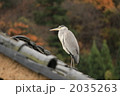 サギ？ 2035263