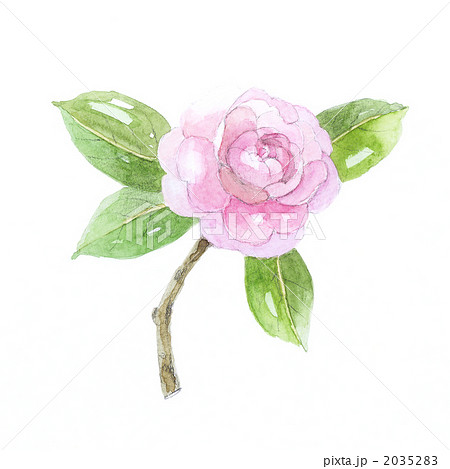 椿 乙女椿 椿 乙女椿 2035283