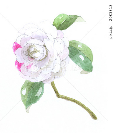 椿　乙女椿 2035318