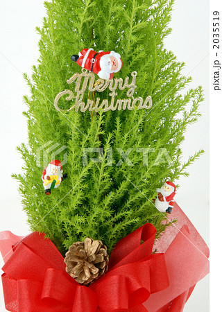 ゴールドクレストのクリスマスツリーの写真素材