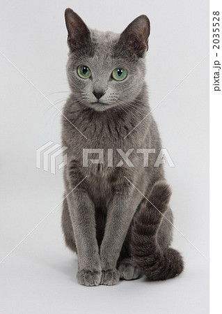 ロシアンブルー ロシアンブルー 2035528