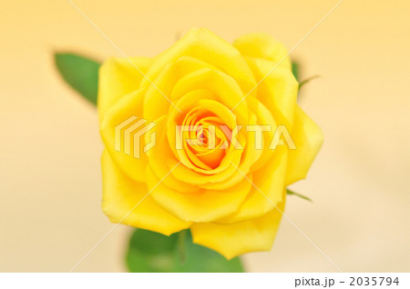 黄色のバラの花言葉は 嫉妬 の写真素材