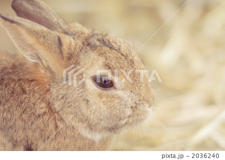 うさぎ 2036240