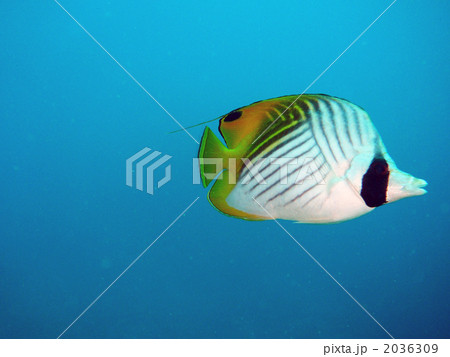 トゲチョウチョウウオ 2036309