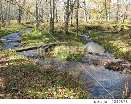 櫃取湿原　小川の分岐 2036378