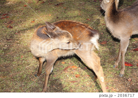 広島県 宮島の鹿 広島県 宮島の鹿 2036717
