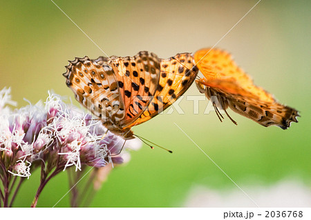 ヒョウモンチョウの争い 2036768