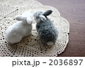うさぎカップル うさぎカップル 2036897