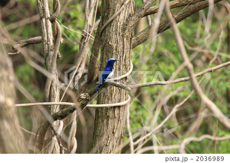 オオルリ オオルリ 2036989