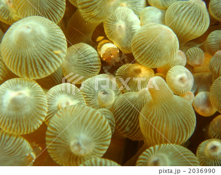 イソギンチャクエビ 2036990