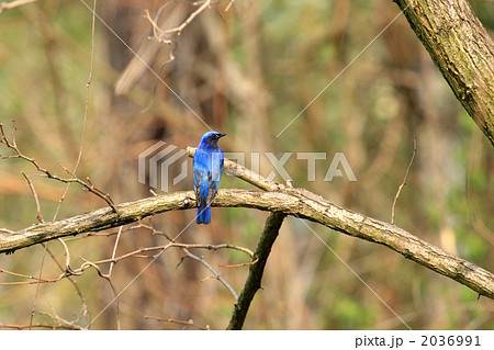 オオルリ オオルリ 2036991