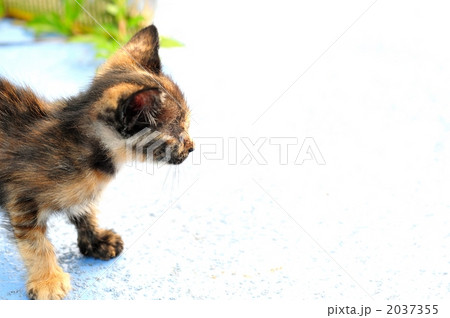 道路を横断する子猫 2037355