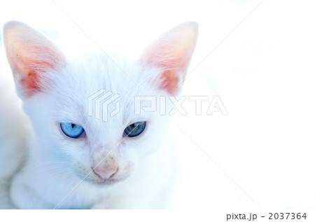 白い子猫1匹 2037364