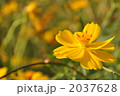 コスモス 2037628