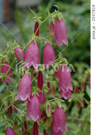 ヤマホタルブクロ 2037819