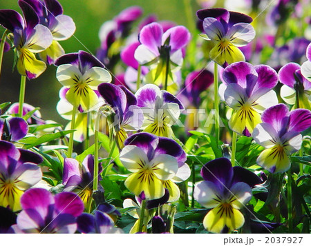 04月 ビオラ・スミレ科12 04月 ビオラ・スミレ科12 2037927