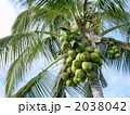 椰子 2038042