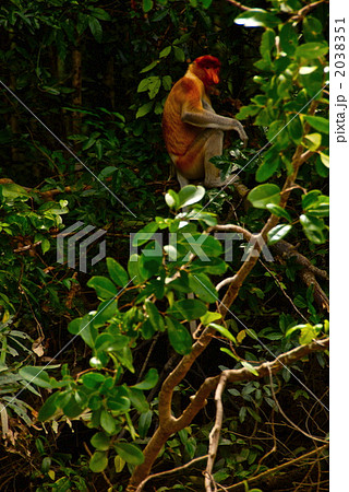 オスのテングザル(野生)(スカウ川/ボルネオ島・東マレーシア) オスのテングザル(野生)(スカウ川/ボルネオ島・東マレーシア) 2038351