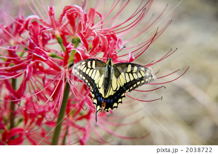 赤い彼岸花にモンシロチョウが止まっている 2038722