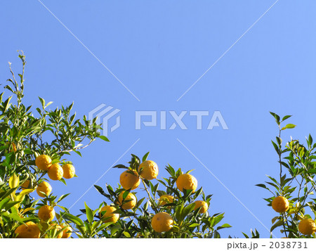 柚子と青空のコピースペース ～ 横カット 2038731