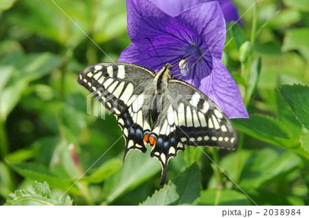 ききょうの花にとまるアゲハチョウ ききょうの花にとまるアゲハチョウ 2038984