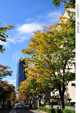 けやき通りの紅葉 2040257