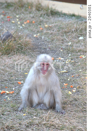 白猿 日本猿 ニホンザルの写真素材