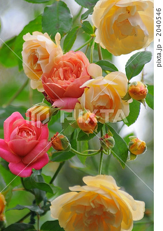 ムッシュティリエと実生のバラの写真素材