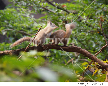 リスVSリス 2040712