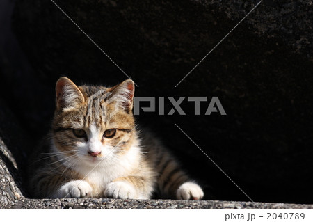 猫黒バック 2040789