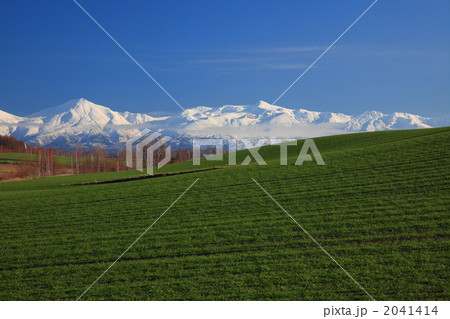 秋まき小麦と雪山 03 2041414