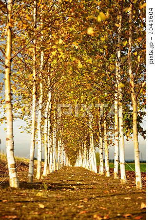 白樺の道 白樺の道 2041604