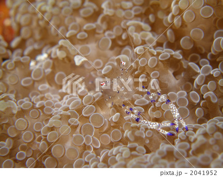 ニセアカホシカクレエビ 2041952