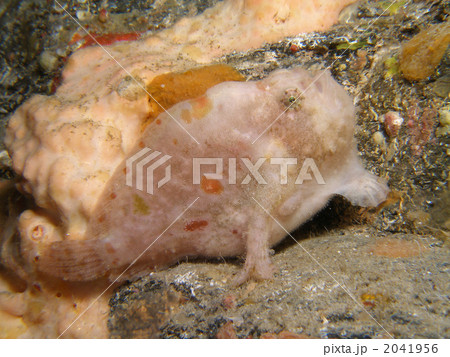 ベニカエルアンコウ ベニカエルアンコウ 2041956
