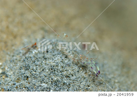 ビイドロカクレエビ 2041959