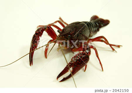 ザリガニ1 2042150