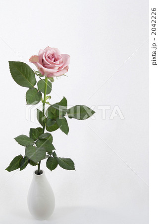 薄いピンク色のバラ ハロウィン の一輪挿し3の写真素材