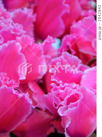 シクラメン（ディープローズホワイトフリル） 2042842